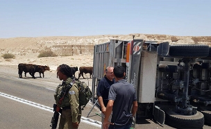 התהפכות משאית עם פרות בצומת הערבה‎ (צילום: גדי גוהר מועצה אזורית ערבה תיכונה, חדשות)