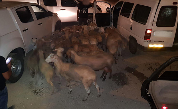 הכבשים והעיזים שנגנבו (צילום: משטרת ישראל, חדשות)