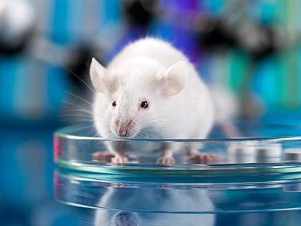 לעכברים המצולמים אין קשר לניסוי (צילום: 123RF, חדשות)