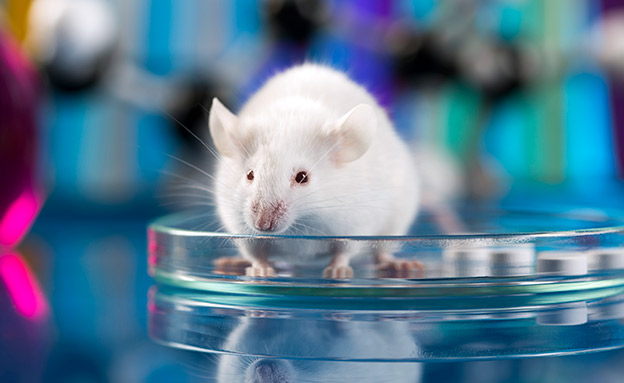 לעכברים המצולמים אין קשר לניסוי (צילום: 123RF, חדשות)