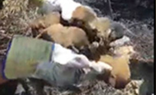 תיעוד: 5 גורי כלבים חולצו משרפה (צילום: כבאות והצלה נגב‎, חדשות)
