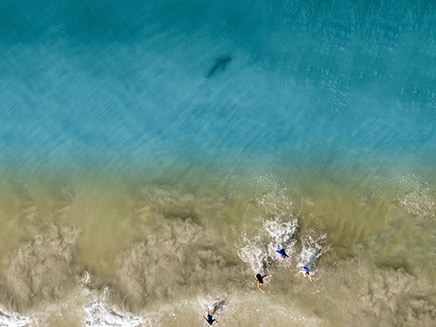 כריש מתקרב לילדים בחוף ים בפלורידה‎ (צילום: sky news, חדשות)