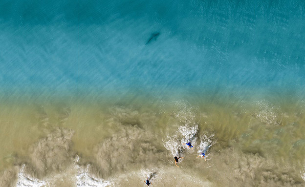כריש מתקרב לילדים בחוף ים בפלורידה‎ (צילום: sky news, חדשות)