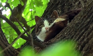 החתול שלא יורד מהעץ 6 שנים (צילום: AP, חדשות)