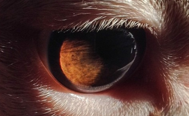עיניים של חיות (צילום: אינסטגרם\mcr_photo)