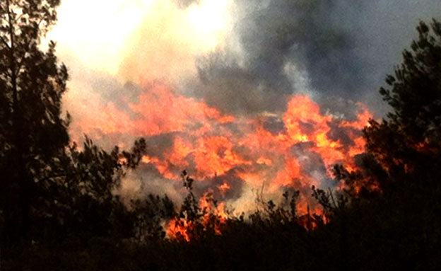 שריפה יער ירושלים (צילום: דניאל בן דוד, חדשות)