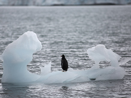 גם פינגווינים נפגעים (צילום: רויטרס, חדשות)