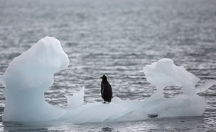 גם פינגווינים נפגעים (צילום: רויטרס, חדשות)