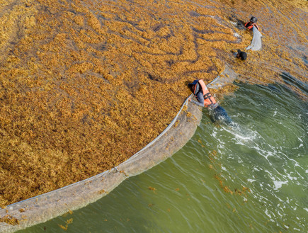 אצות במקסיקו (צילום: Bret Reyes, shutterstock)