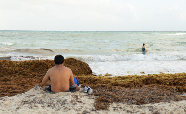 אצות במקסיקו (צילום: Playa del Carmen, shutterstock)