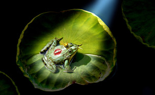 לנשק צפרדע (צילום: By Dafna A.meron, shutterstock)