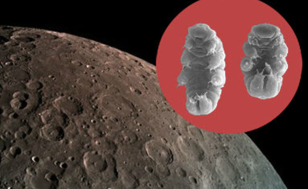 דובוני מים על הירח (צילום: צילום: בראשית | Willow Gabriel, Goldstein Lab)