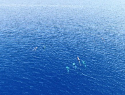 להקת דולפינים במפרץ אילת (צילום: חן טופיקיאן, רשות הטבע והגנים)