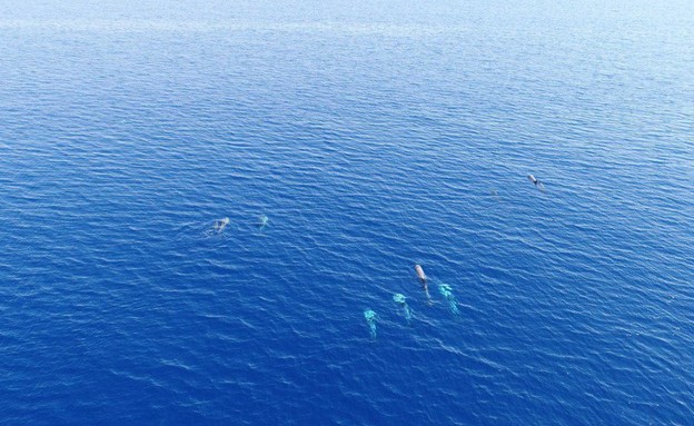 להקת דולפינים במפרץ אילת (צילום: חן טופיקיאן, רשות הטבע והגנים)