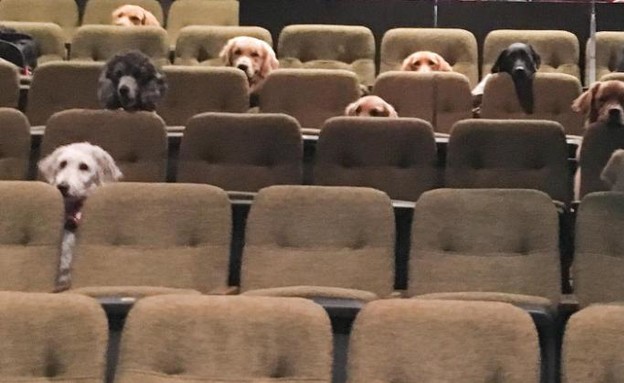 כלבי שירות צופים במחזמר בילי אליוט  (צילום: פסטיבל סטרטפוד, cnn)