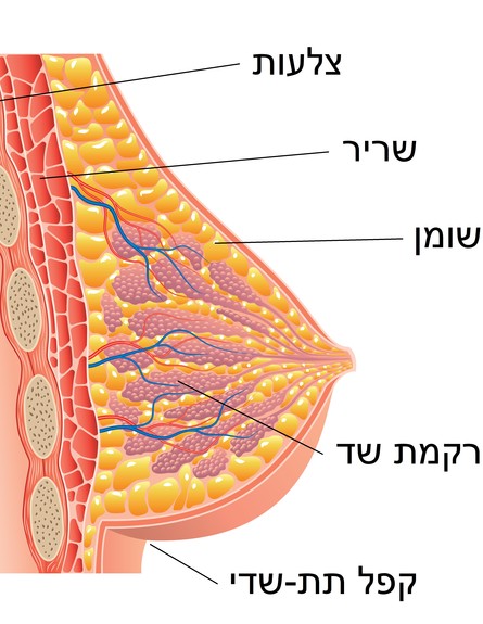 מבנה שד (איור: יחצ)