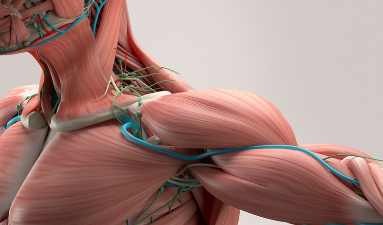 שרירים (צילום: Shutterstock)