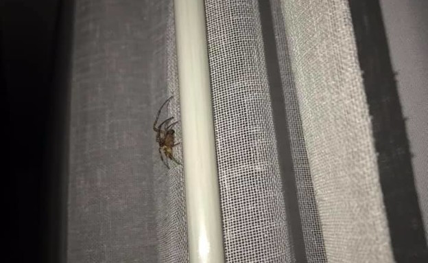 עכבישים במלון סטאי כנרת