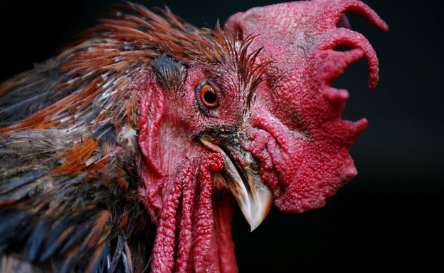 תרנגול אלים (צילום: רויטרס)
