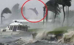 דולפין בהוריקן דוריאן (צילום: פייסבוק\Nick Sapounakes)