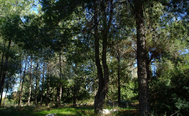 יער בן שמן (צילום: אבי חיון)