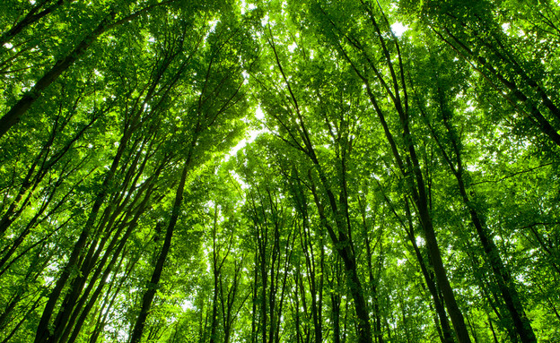 יער (צילום:  vovan, shutterstock)