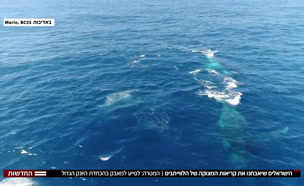 הפיתוח הישראלי שיסייע במאבק להכחדת לווייתנים (צילום: חדשות)