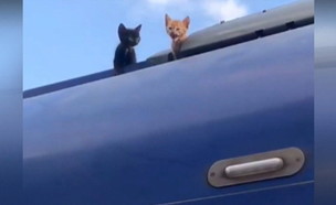 חתולים חולצו מגג הרכבת (צילום: באדיבות דוברות רכבת ישראל)