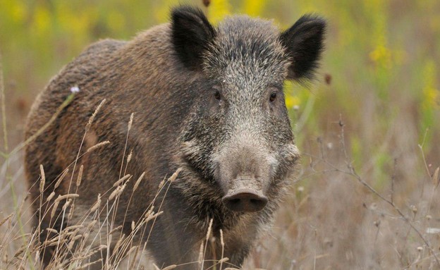 חזיר בר (צילום: skynews)