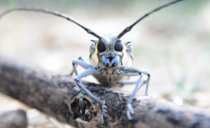 יקרונית התאנה (צילום: פייסבוק\Tomer Bokobza, צילום פרוקי-רגליים חרקים זוחלים ודו-חיים)