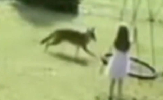 זאב ערבות הפתיע ילדה בת 5 בחצר ביתה (צילום: CNN)