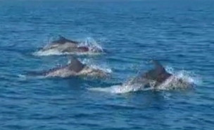 להקת דולפינים מול חוף אשקלון (צילום: חיים וגבי סבג)