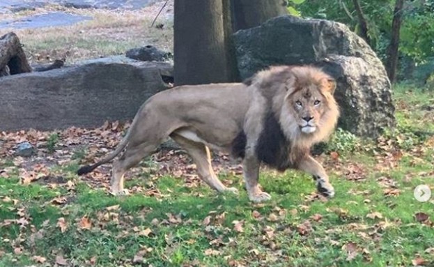 האישה במתחם האריות בגן החיות‎