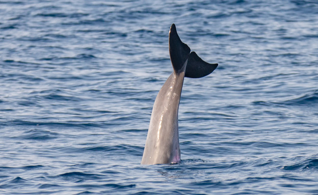 דולפינים מול חוף פולג (צילום: רשות הטבע והגנים)