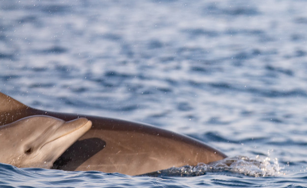 דולפינים מול חופי ישראל  (צילום: רשות הטבע והגנים)