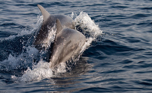 דולפינים מול חופי פולג (צילום: רשות הטבע והגנים)