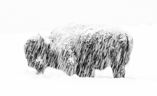 תמונת השנה בעולם החי (צילום: sky news, Frozen Moment. Pic: Jeremie Villet/Wildlife Photographer of the Year)