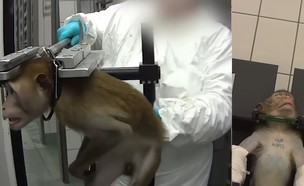 ניסויים בבעלי חיים (צילום: The Turul, youtube)