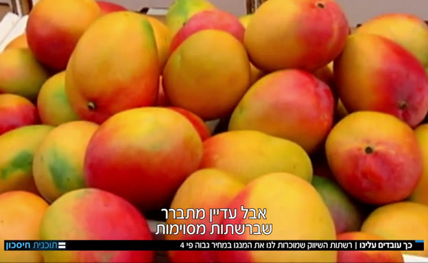 19mango_vtr2_n20191017_v1 (צילום: חדשות)