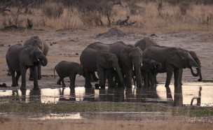 יובש קיצוני הורג עדרי פילים בזימבבואה (צילום: רויטרס_)