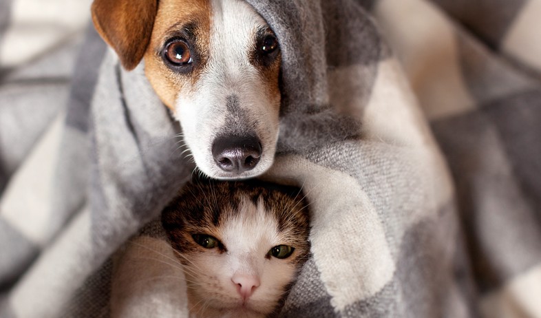 כלב וחתול מתחממים (צילום: By Dafna A.meron, shutterstock)