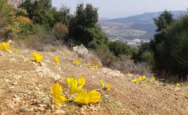 חלמונית גדולה בשביל הפסגה בהר מירון (צילום: נשוואה פארסה, רשות הטבע והגנים)