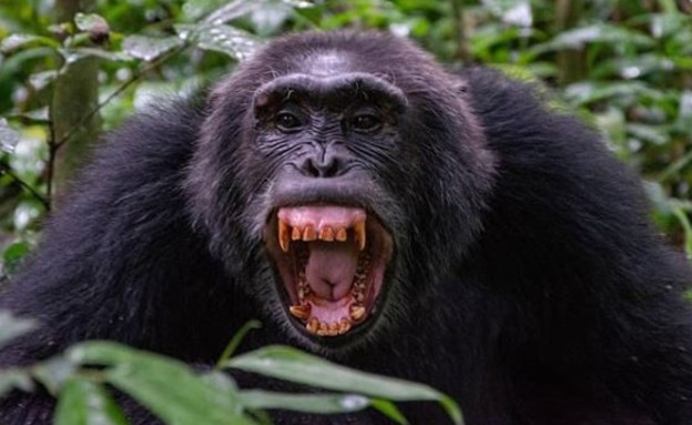 שימפנזה (צילום: National Geographic, instagram)