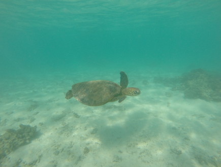 Ningaloo Reef (צילום: ניצן אנגלנדר)