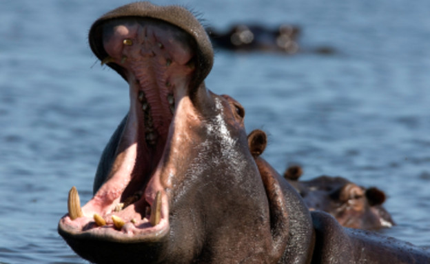 היפופוטם יוצא מהמים (צילום: Peter Malsbury, Istock)