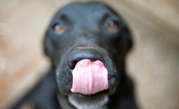 פטריק - כלב שחור מלקק (צילום: realsimple.com)