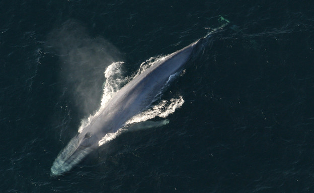 לוויתן כחול (צילום: CNN)