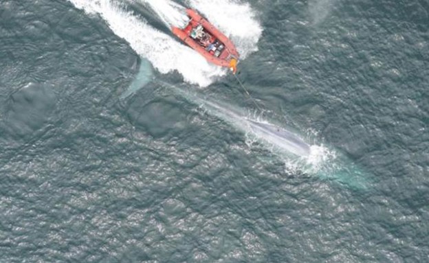 היונק הגדול בעולם - לווייתן כחול  (צילום: CNN)