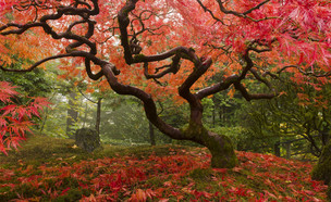 עץ יפני (צילום: shutterstock By Jason Vandehey)