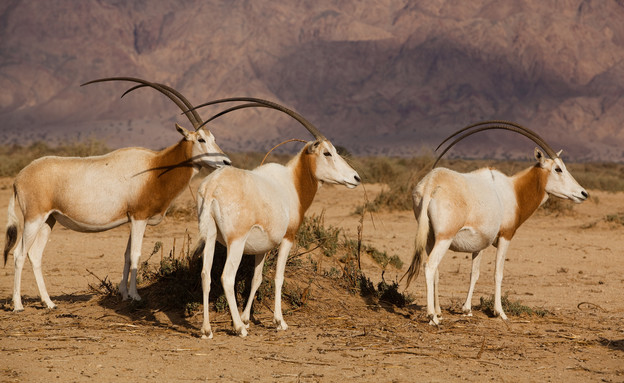 חי בר ערבה 1 (צילום: דורון ניסים)